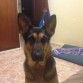 Mi perrita, cogida de una perrera, muy dulce y cariñosa, ademas de protectora